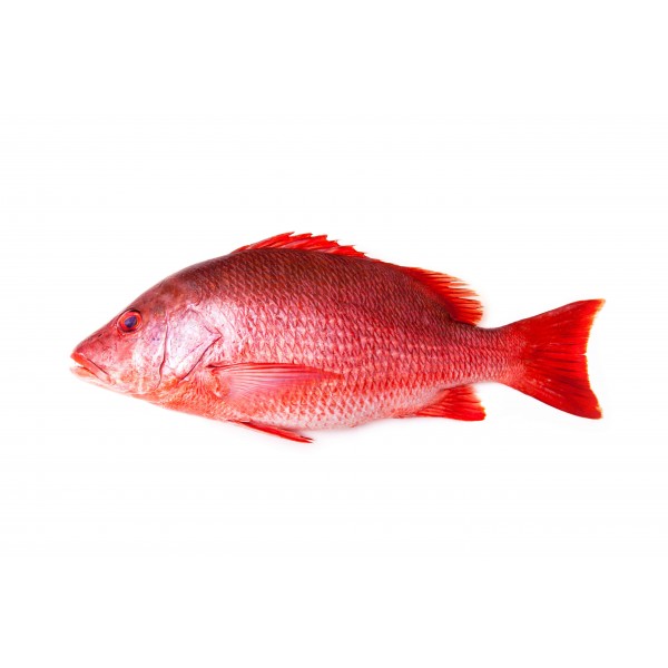 Red Snapper